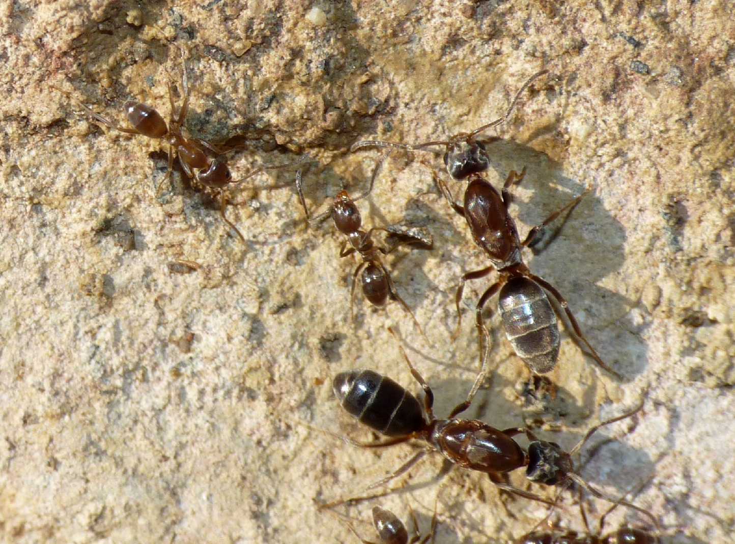 Formica argentina